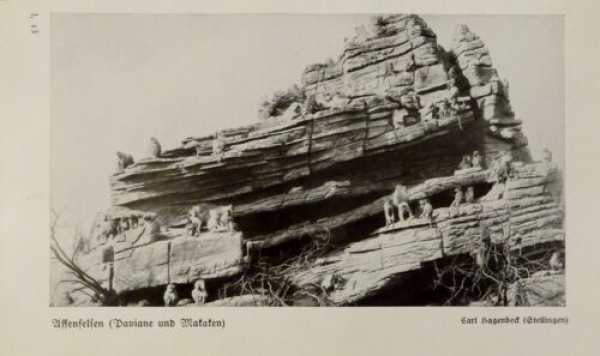 1926 - Affenfelsen / Bartaffe, Dschelada - alter Druck